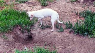 Albino dog