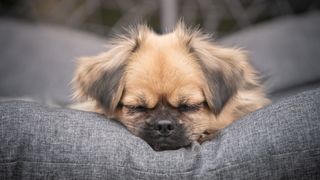 Tibetan spaniel sleeping