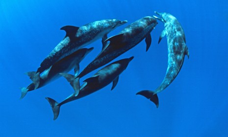 homosexuality in dolphins