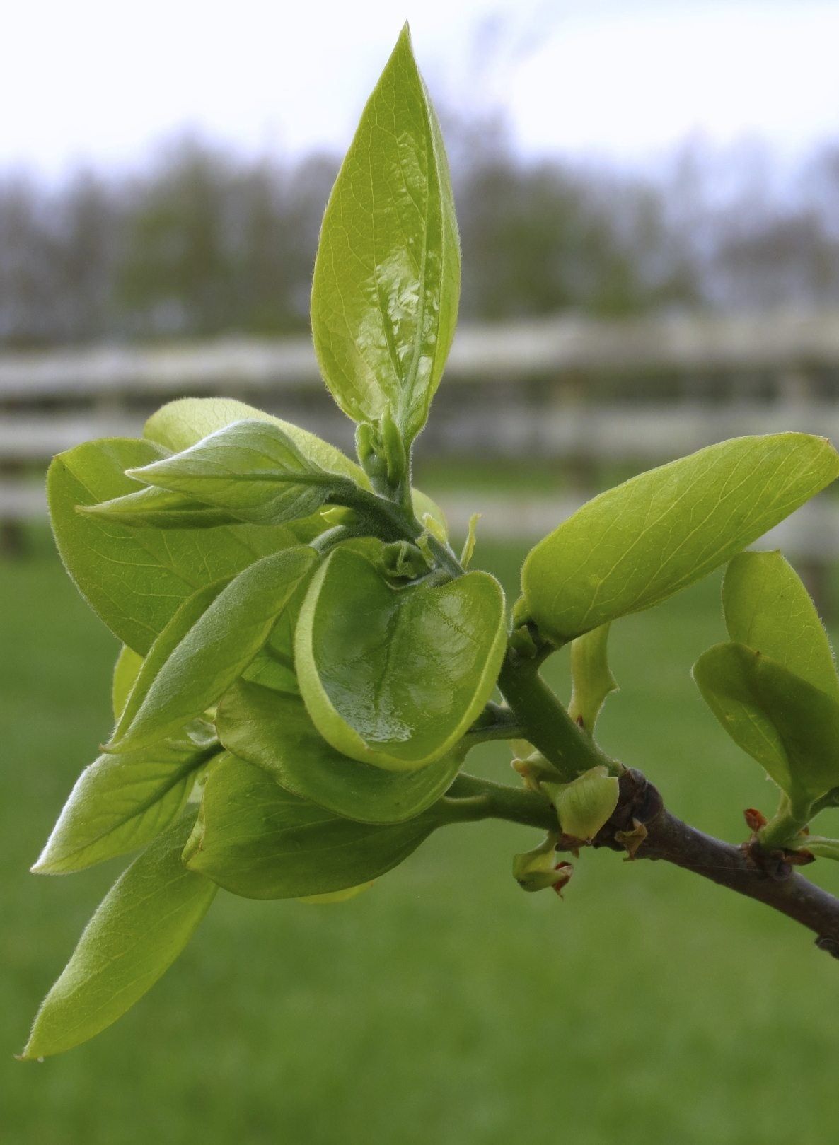 Persimmon Tree With No Fruits