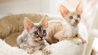 Two Cornish Rex kittens