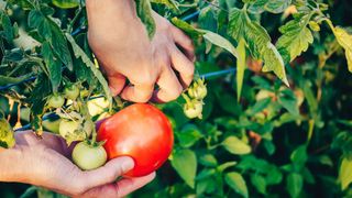 Person picking a ripe tomatoe off a vine