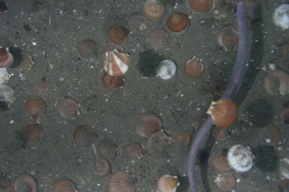 habcam, ocean habitat, marine life images