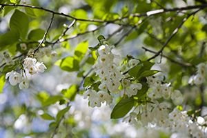 Halesia carolina