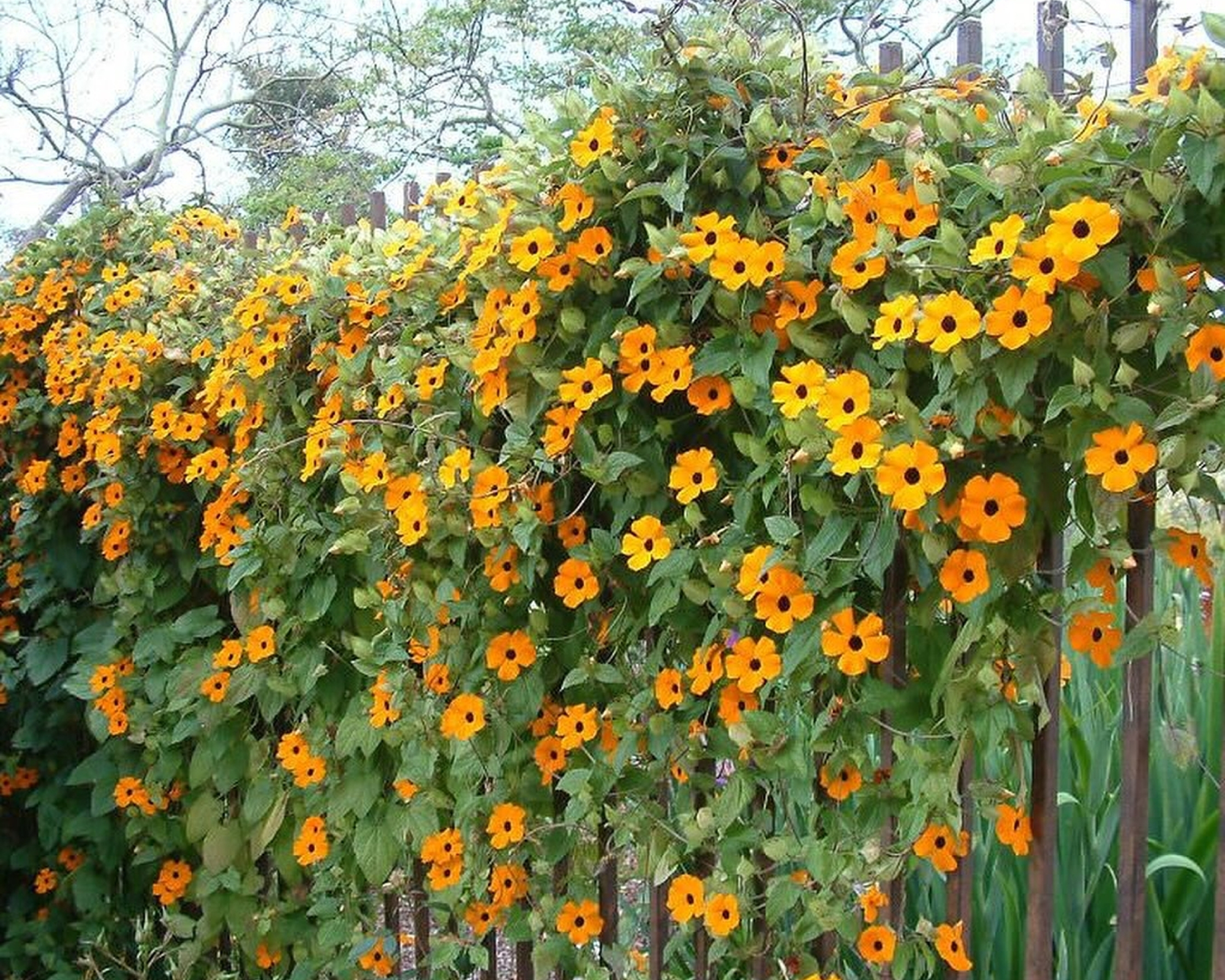 black eyed susan vine growing on railing fence