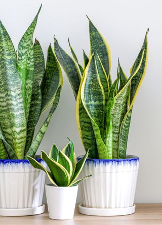 three snake plants in white pots with blue borders