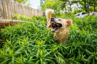 Comedy Pet Photography Awards 2021