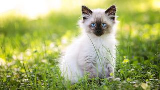Birman kitten sitting on grass outside
