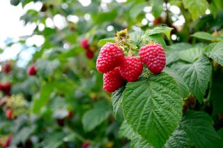 Ripening Raspberries on the Vine