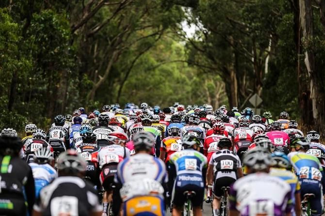 The peloton raced along tree lined roads