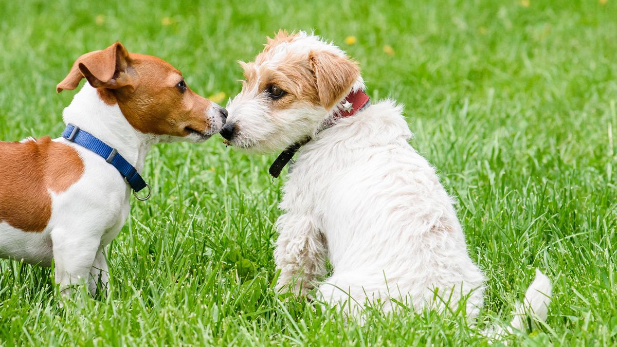 Two dogs looking at each other to communicate