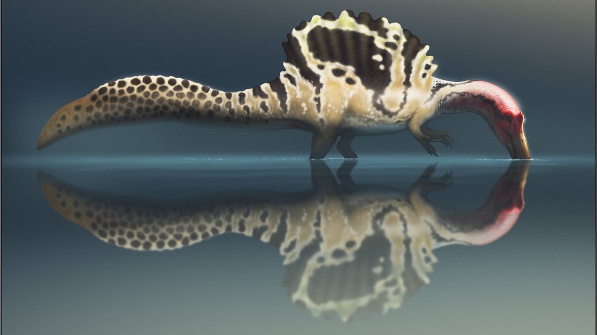 An illustration of a Spinosaurus wading in the water and hunting for fish.