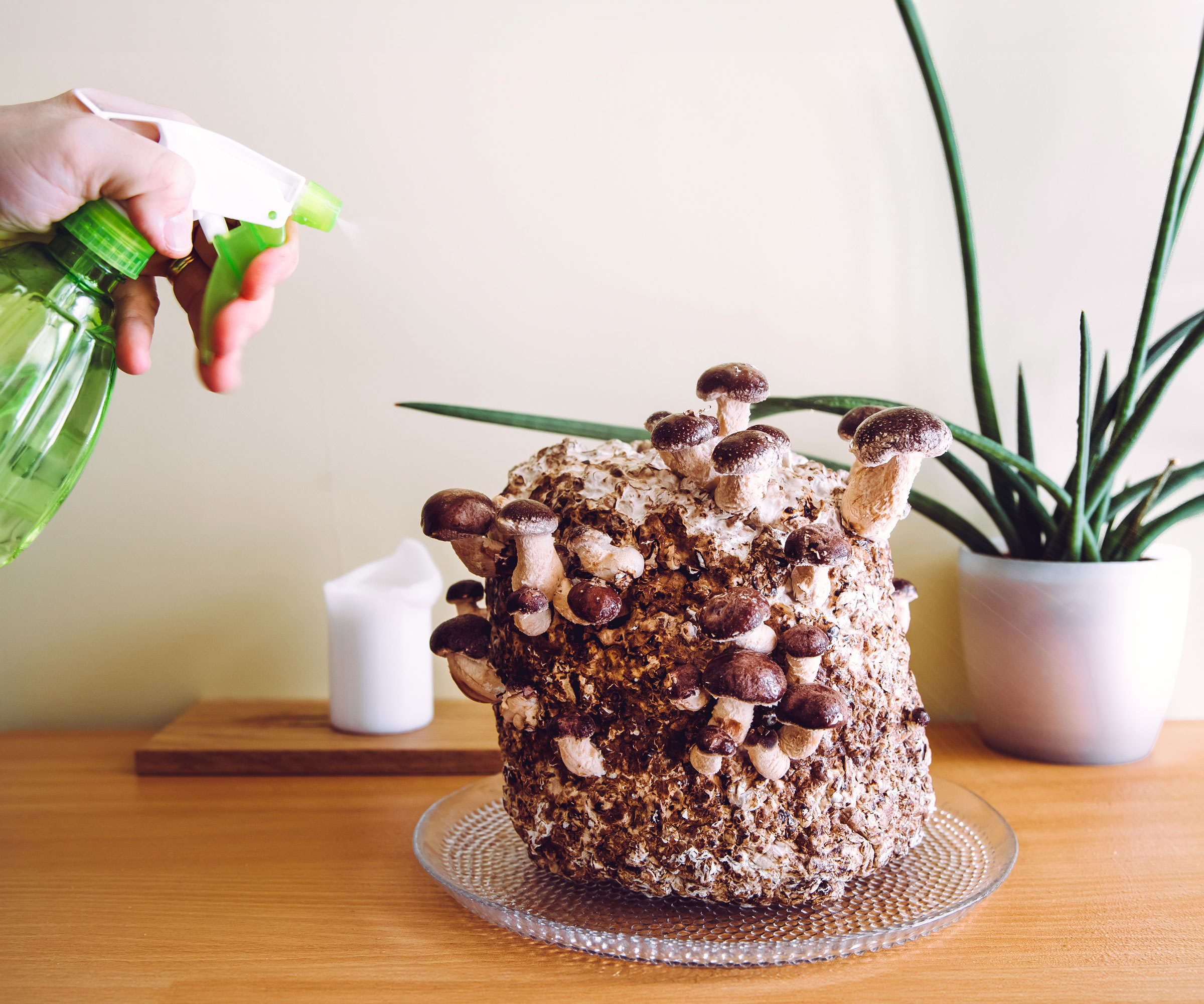 misting shiitake mushrooms on side board