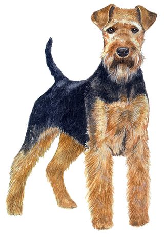 Welsh terrier