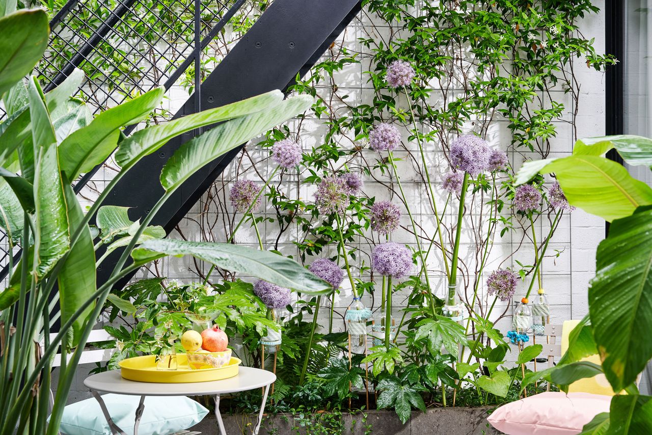 alliums growing in a small garden