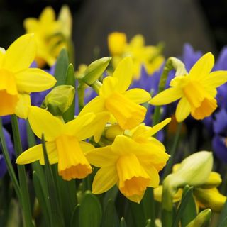 Narcissus 'Tête-à-tête': a close-up shot of the yellow flowers of this smaller daffodil variety