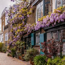 Wisteria covering the front of a house