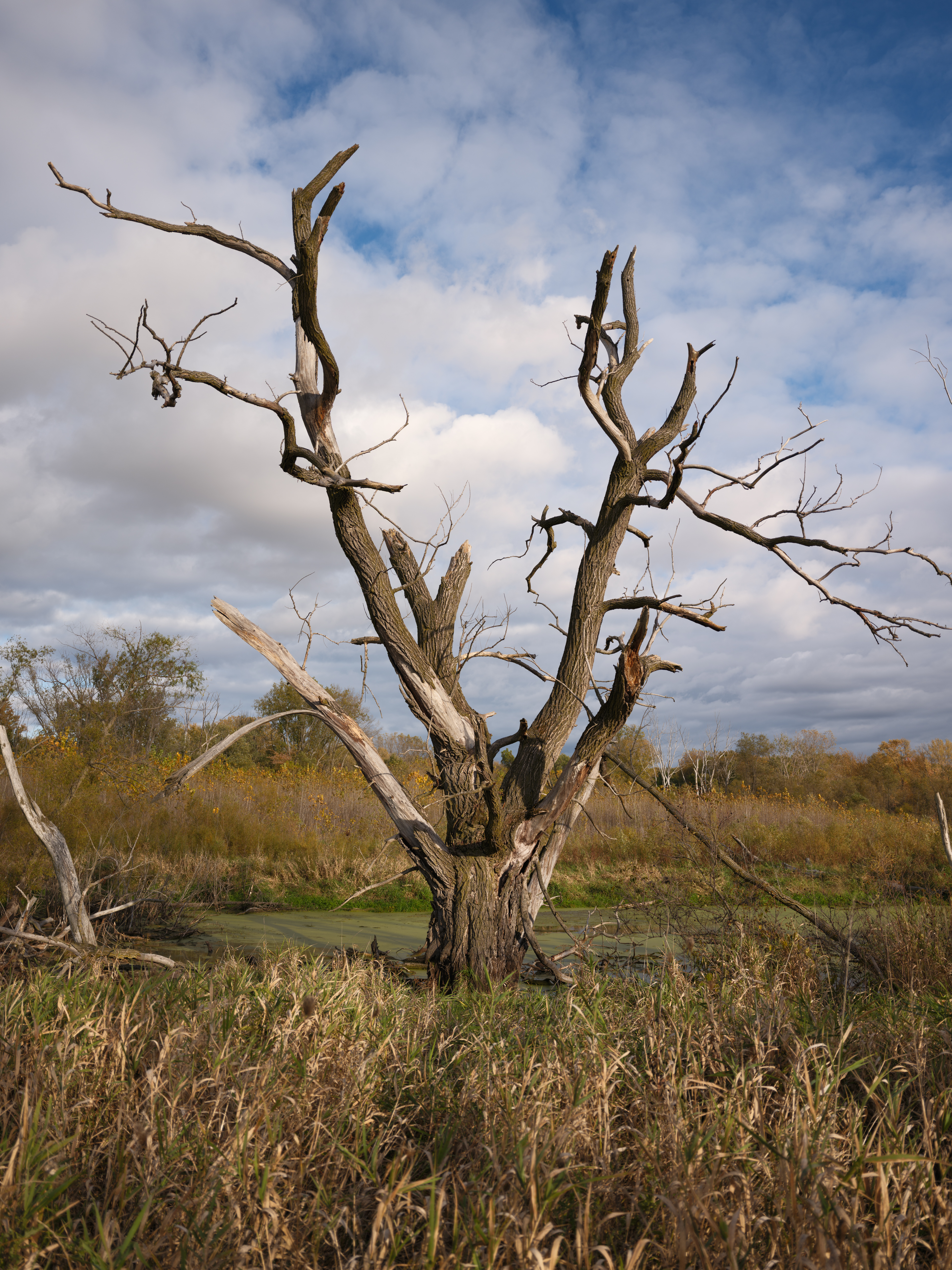 Fall photographs taken with the Fujifilm GFX100RF