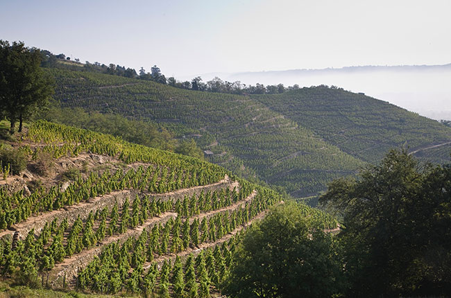 Maison Etienne Guigal