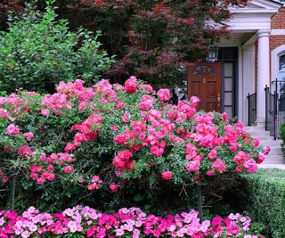 Rose hedge