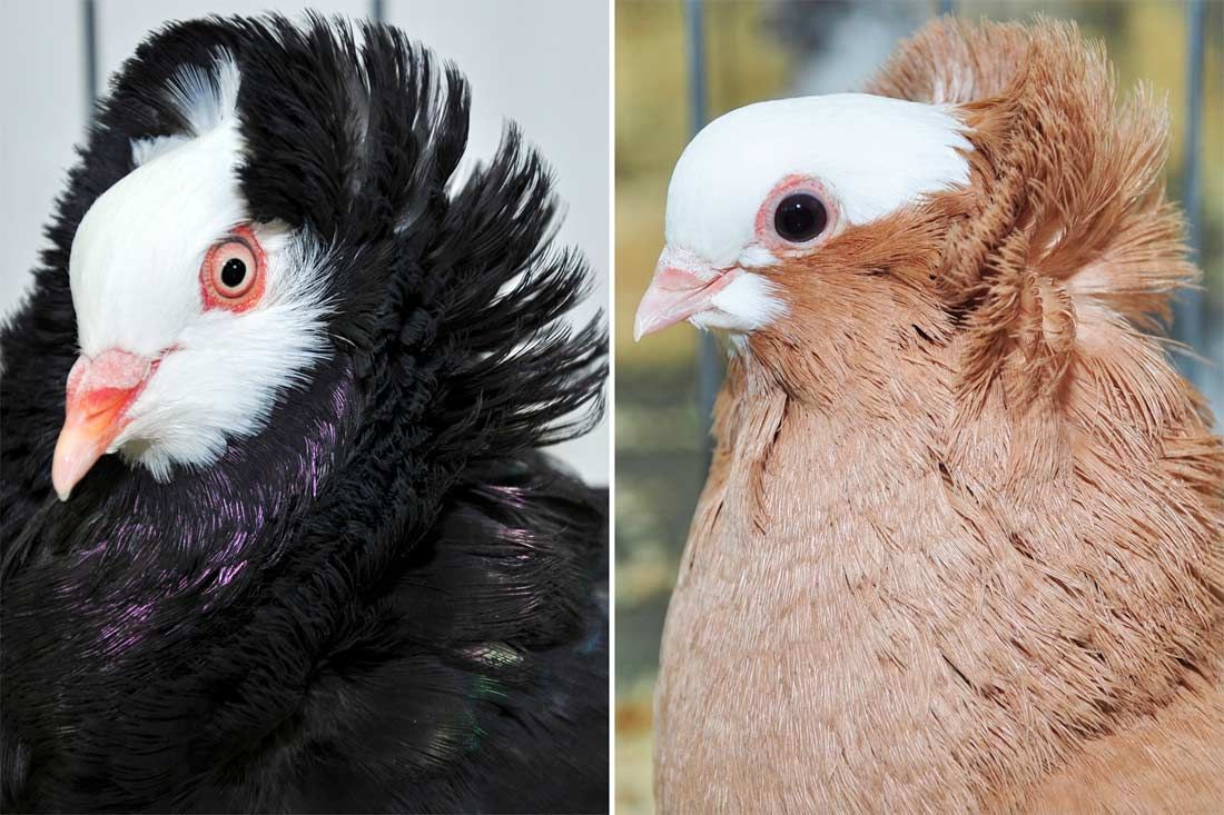 rock pigeon head crests