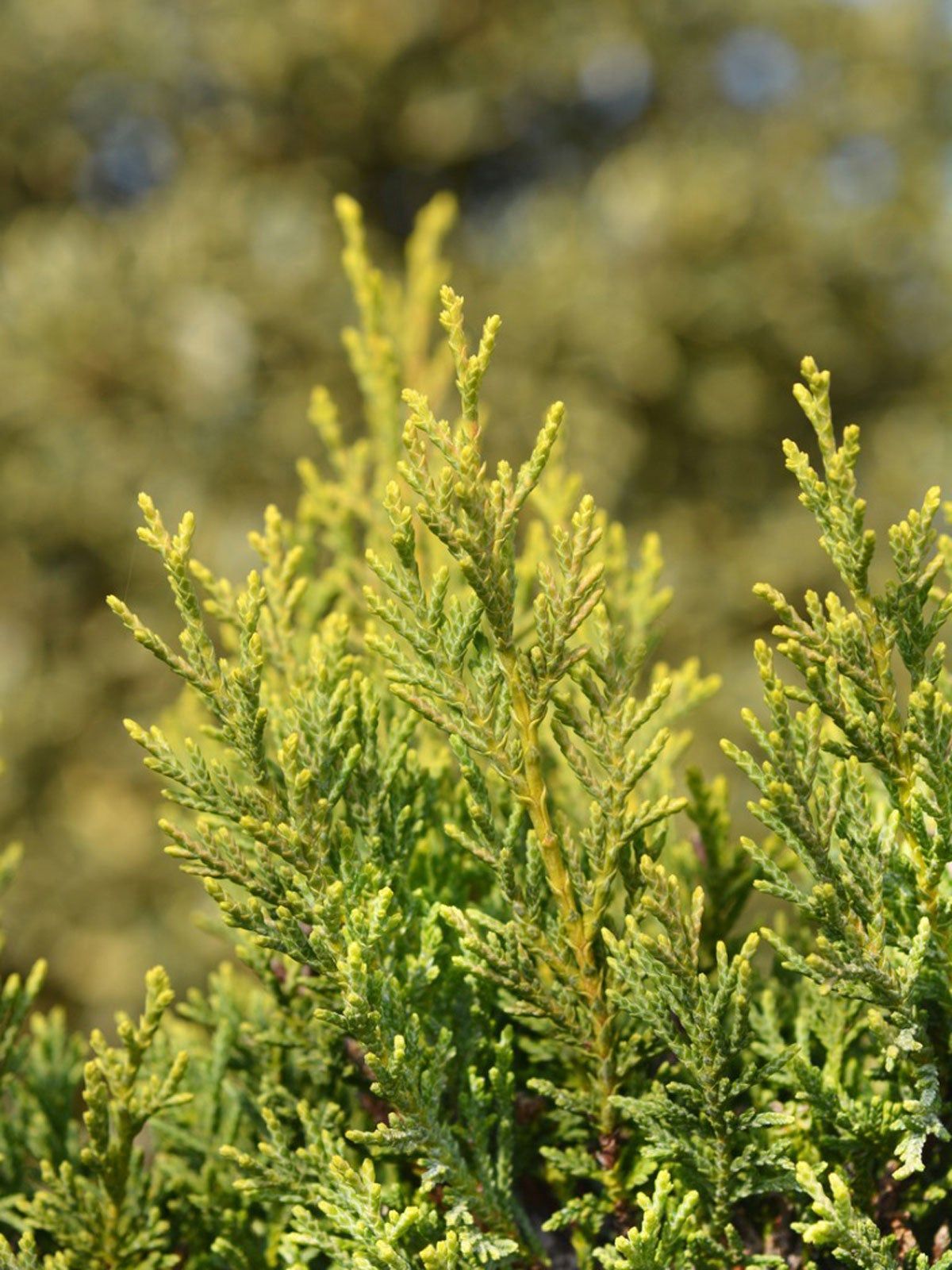 Golden Leyland Cypress Tree Branches