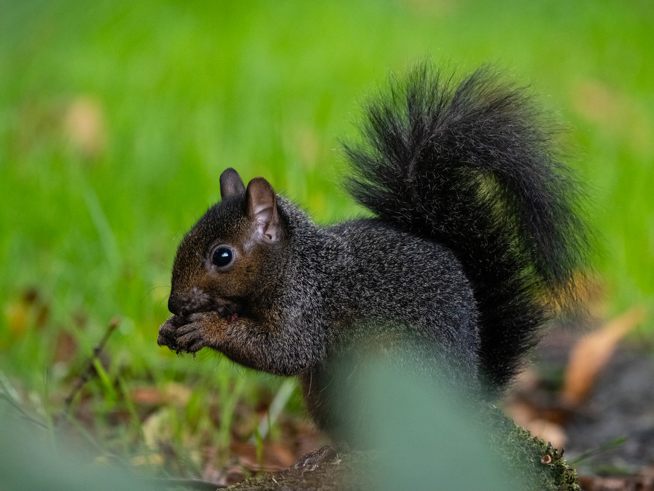 Photo of a black squirrel eating taken with the Panasonic Lumix GH7.