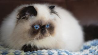 Himalayan cat - thought to be ancestors of ragamuffin cats