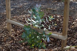 Newly planted eucalyptus tree sapling supported by woooden stakes and a hessian strip