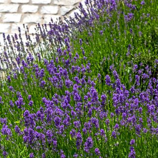 Close up of lavender plants