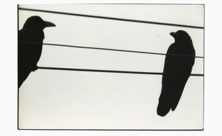 Ravens sat on wires