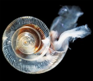 The shell of a marine snell, called a pteropod, dissolves from an increase in the acidity of seawater. Pteropods are an important food source for juvenile salmon off the Pacific Northwest coast of the United States.