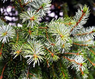 Serbian spruce showing silver gray spines