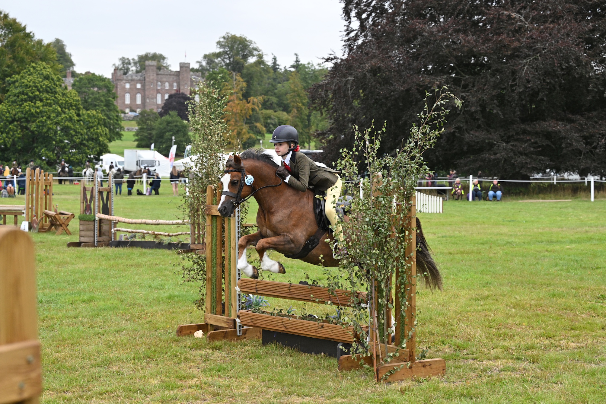 Rookery Bertie and Lucy Whiteford are mountain and moorland working hunter pony champions and are one of eight stunning showing champions at Scone Palace