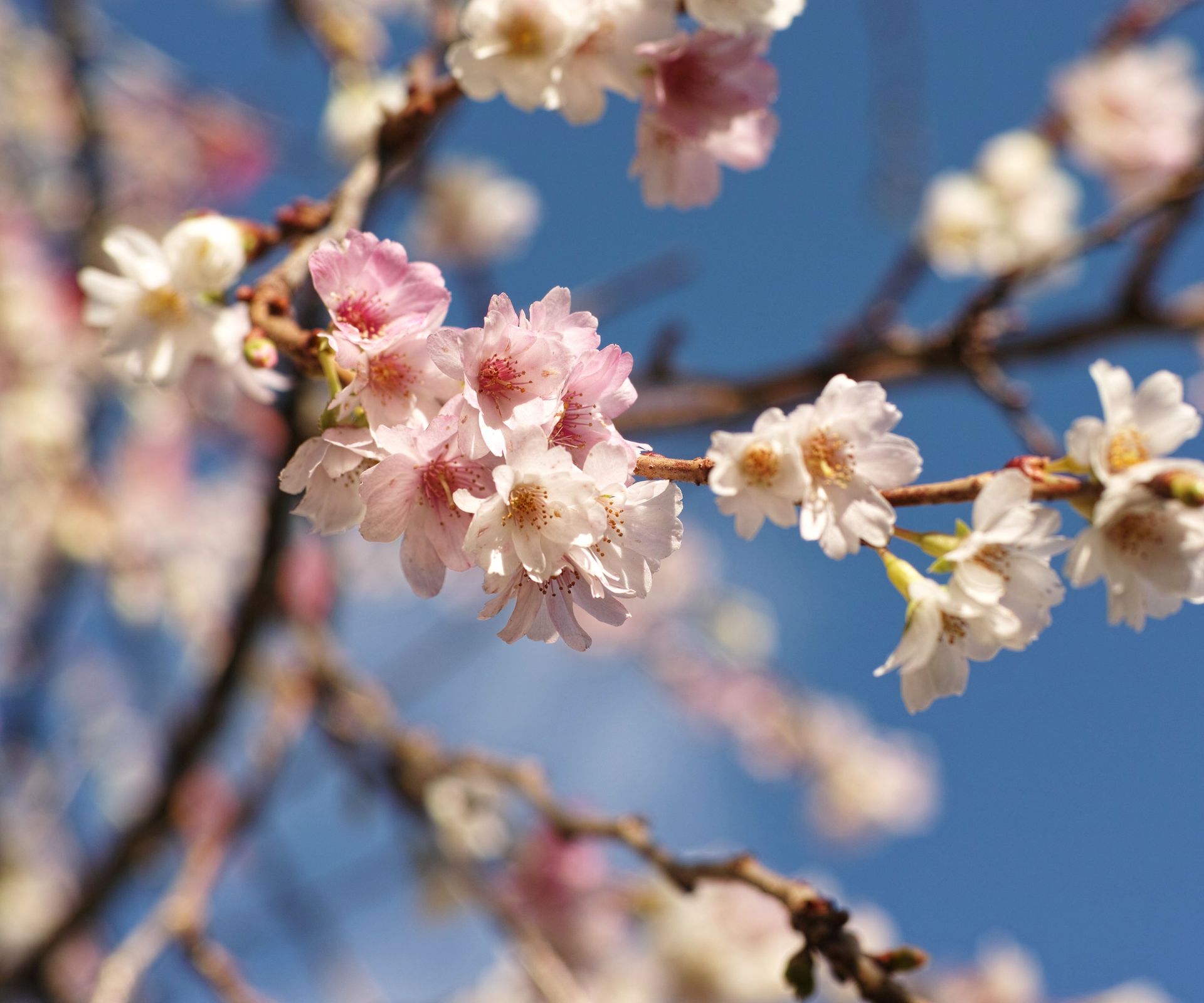 The pink and white flower of Prunus × subhirtella 'Autumnalis', or the winter-flowering cherry