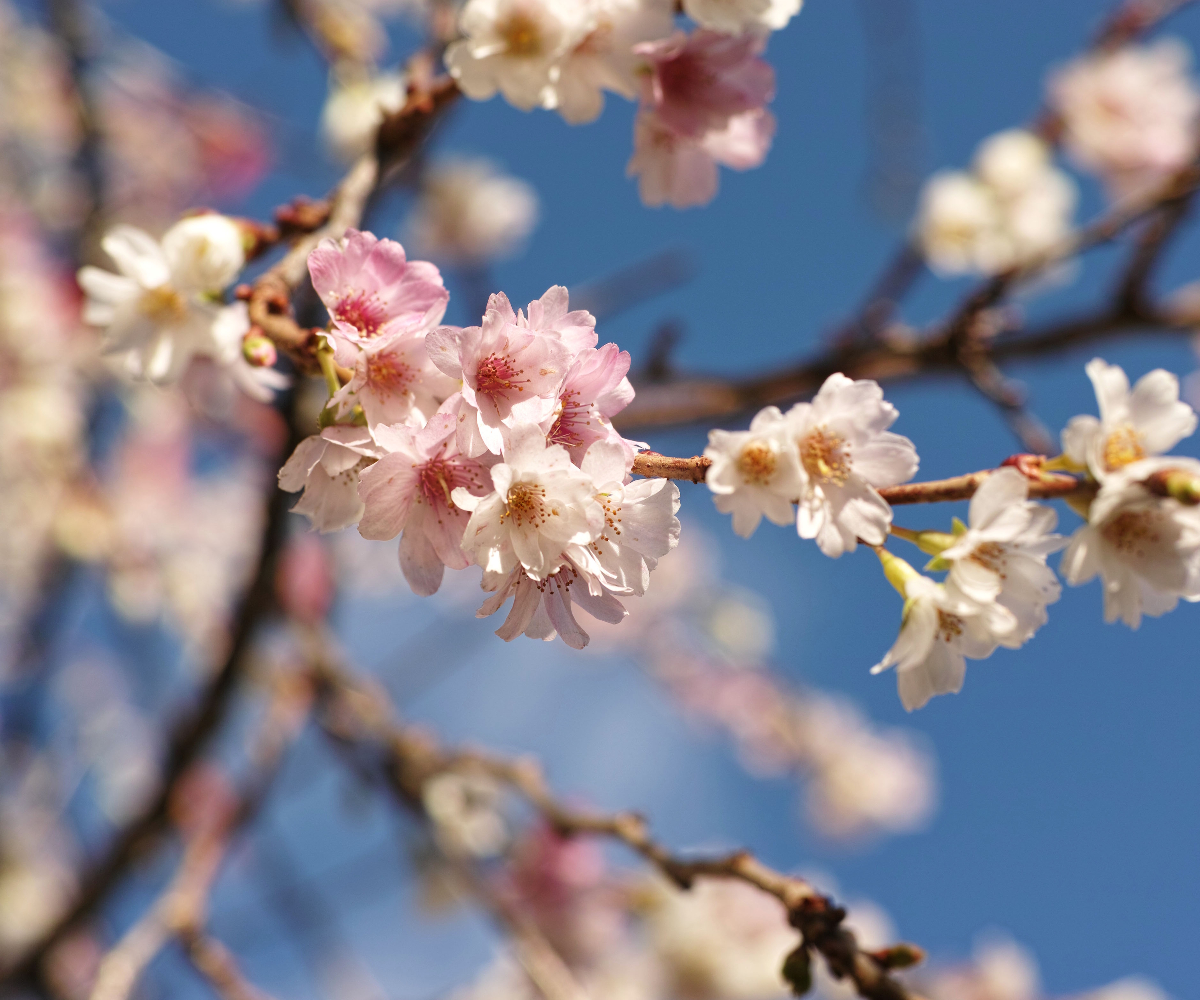 The pink and white flower of Prunus &amp;times; subhirtella 'Autumnalis', or the winter-flowering cherry