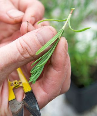 Person holding herb cutting and secateurs, close-up