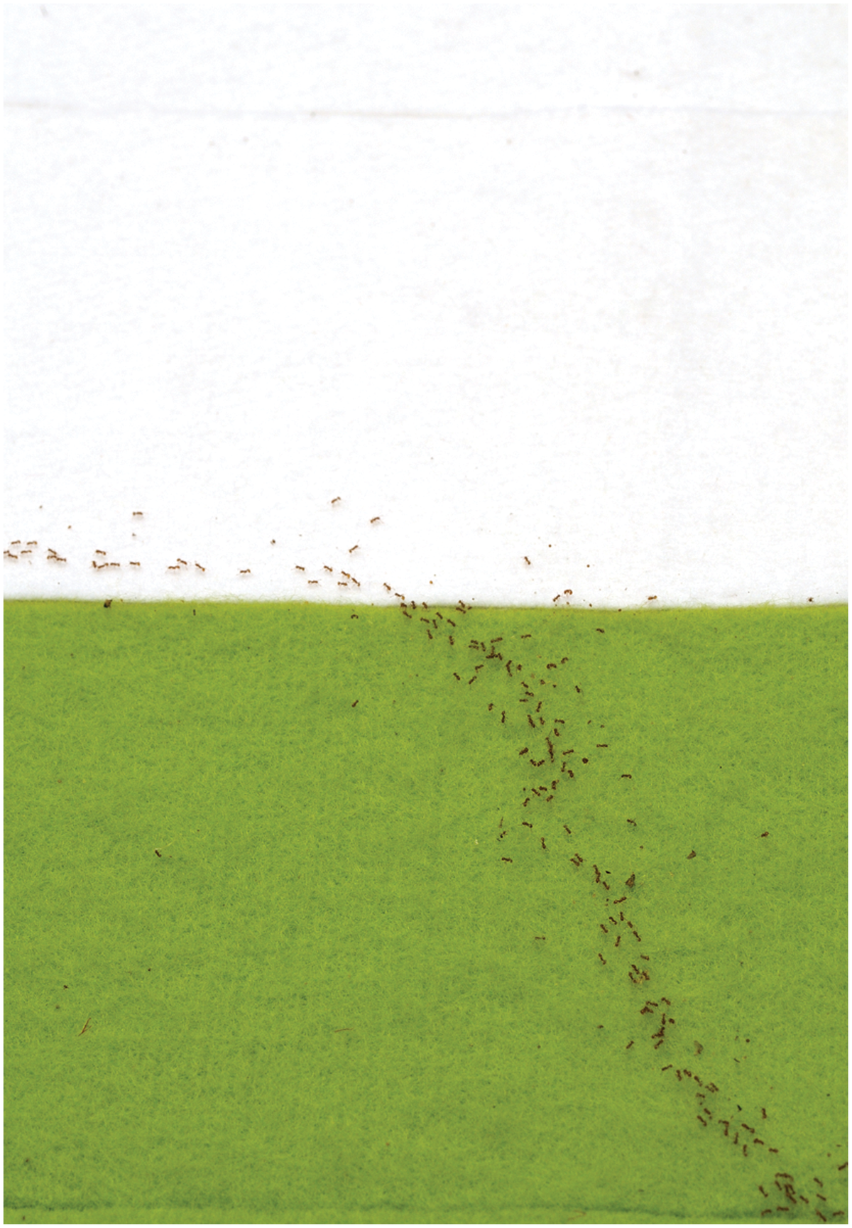 fire ants