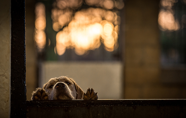 A VWH hound takes a peek at photographer Sarah Farnsworth