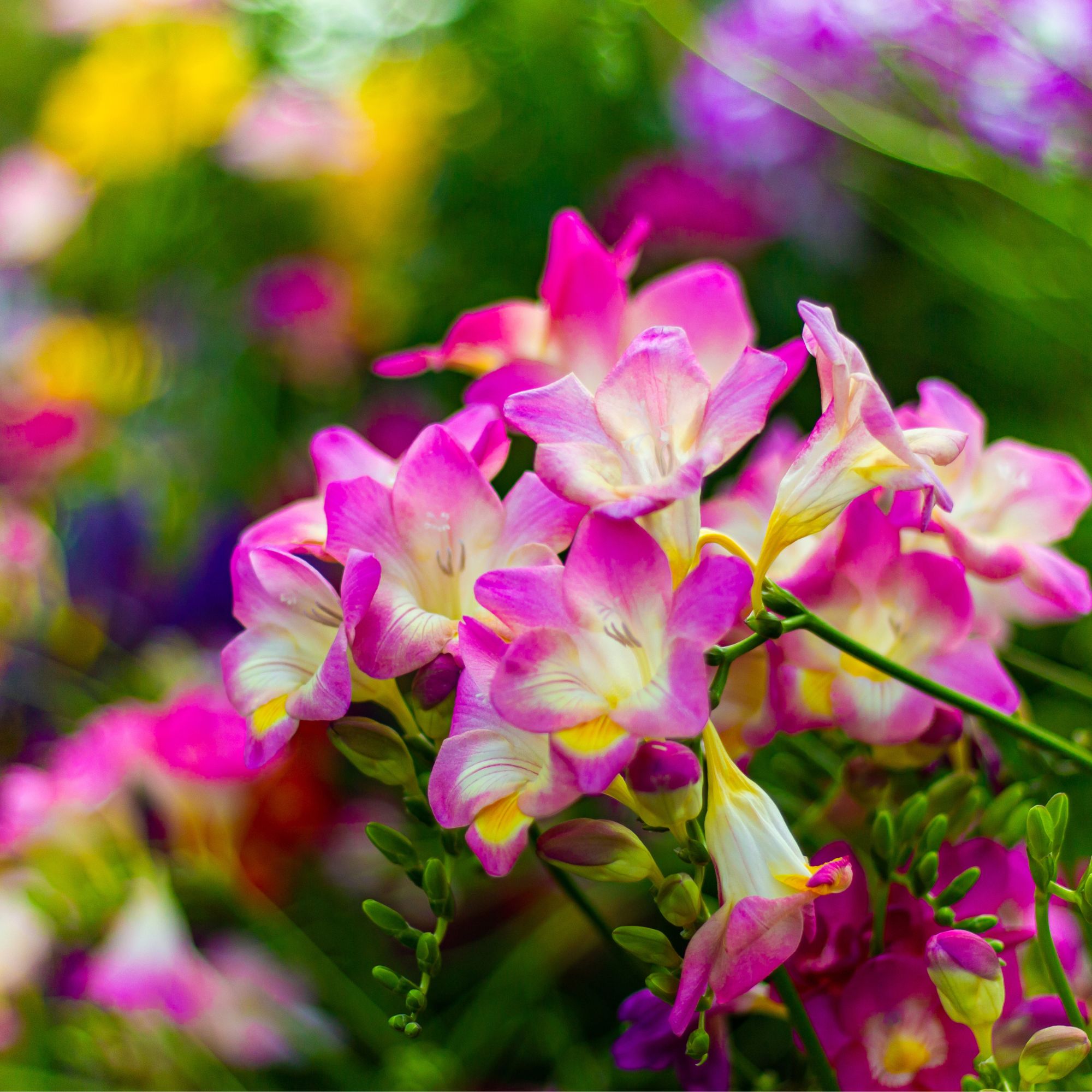 spring freesia flowers