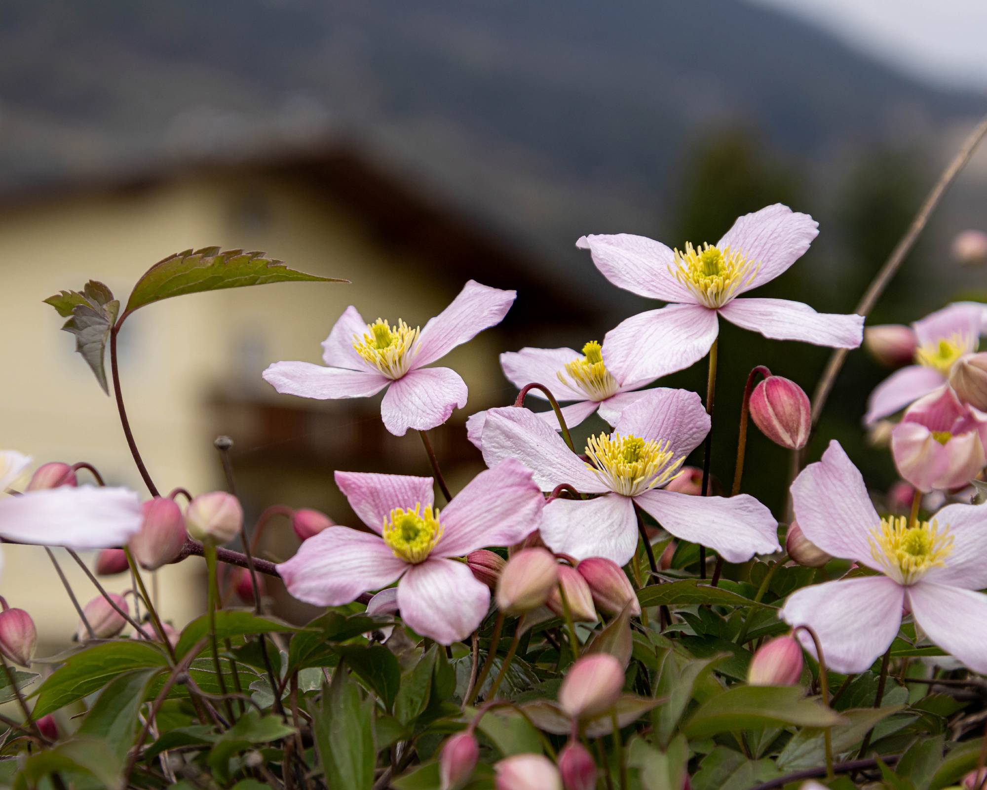 mountain clematis