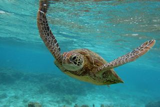 A Hawksbill sea turtle.