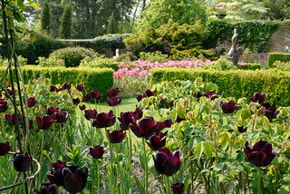 The tulip festival at Pashley Manor Gardens in East Sussex.