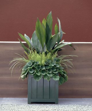 Fern, grass and aspidistra leaves in container