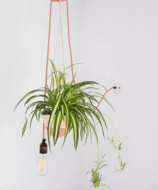 Picture of a spider plant