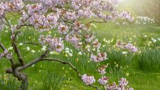 Established cherry tree with pink blooms and spring bulbs behind