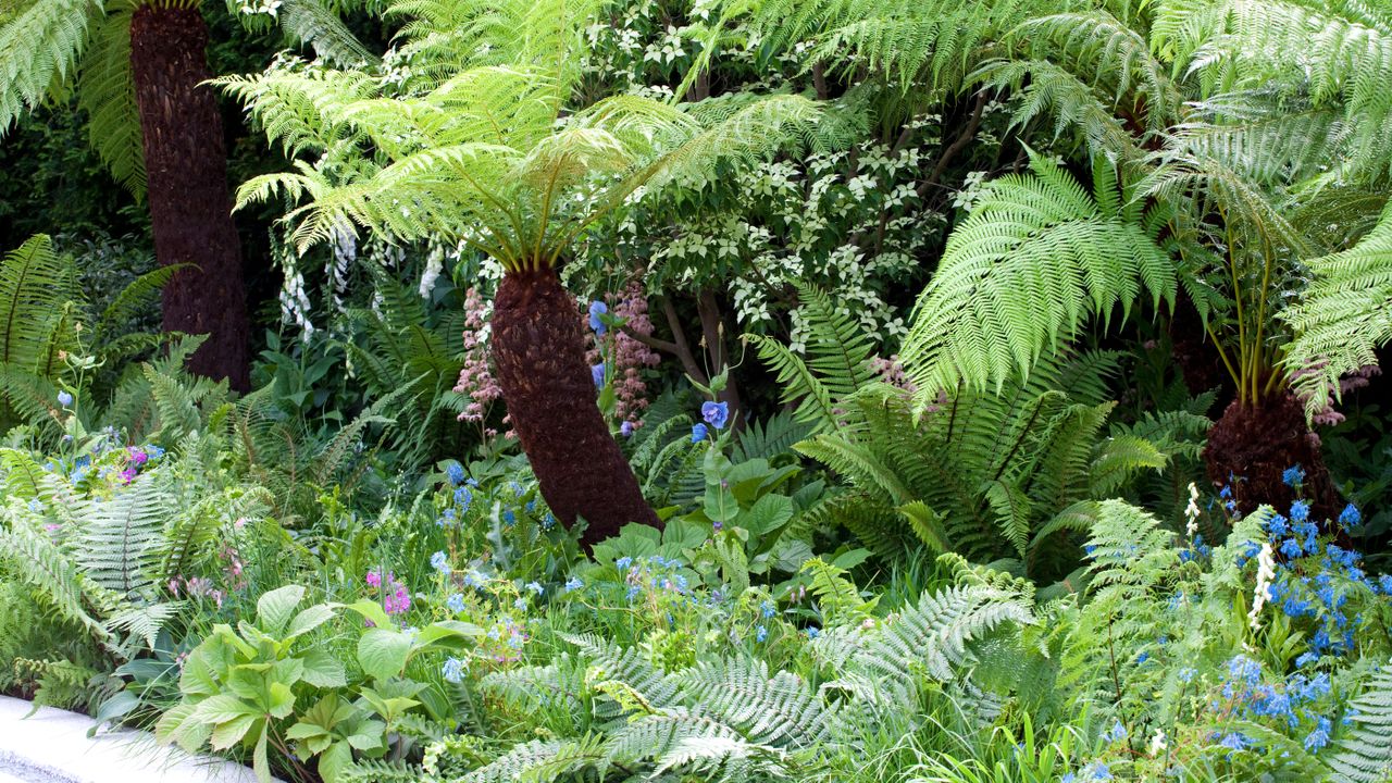 a mix of ferns including tree ferns growing in a garden border