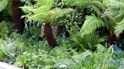 a mix of ferns including tree ferns growing in a garden border
