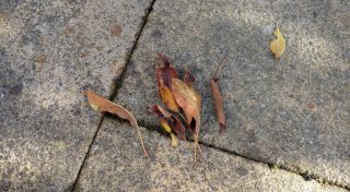 How to remove leaf stains from concrete &mdash; no vinegar required