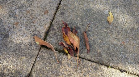 Fall leaves on concrete